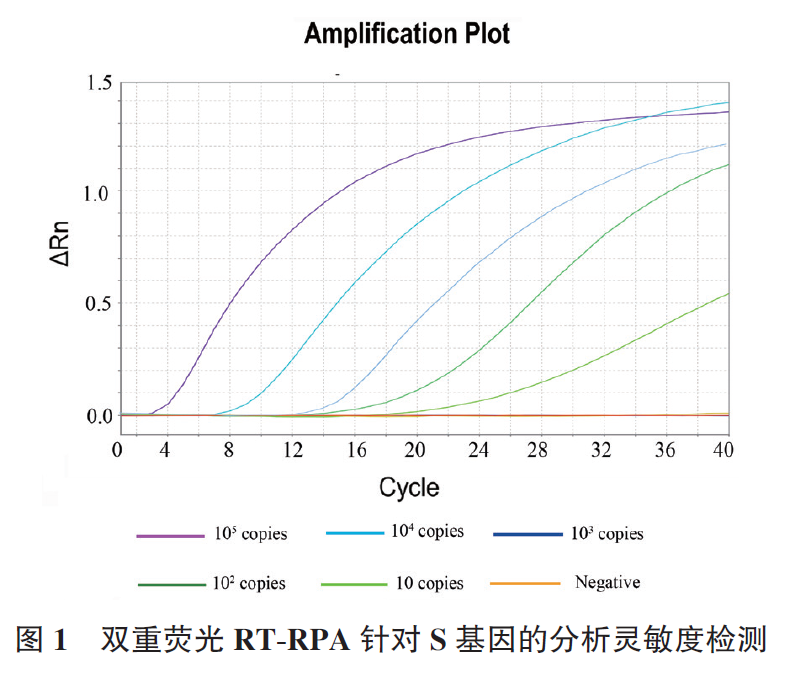 吕继洲_吕继洲-图1 双重荧光RT-RPA 针对S 基因的分析灵敏度检测