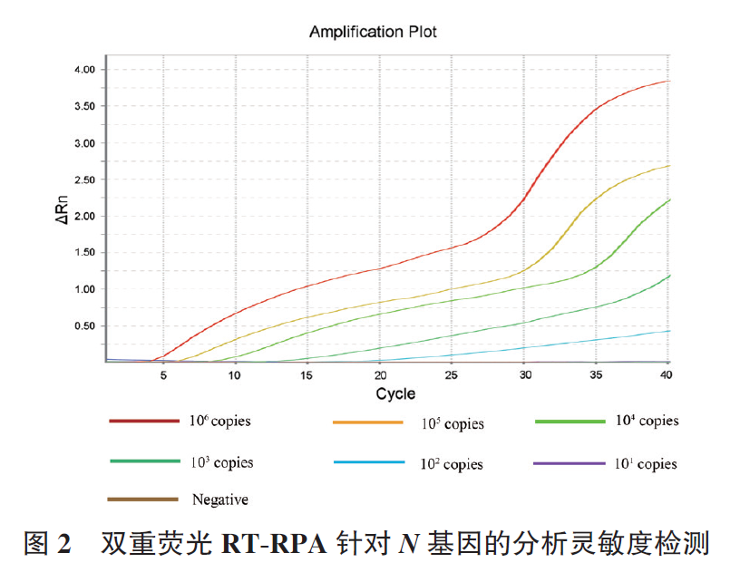 吕继洲_吕继洲-图2 双重荧光RT-RPA 针对N 基因的分析灵敏度检测