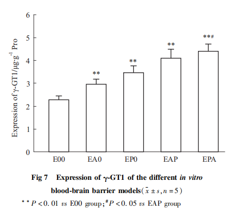 查雨锋_图7 不同体外血脑屏障模型γ-GT1的表达