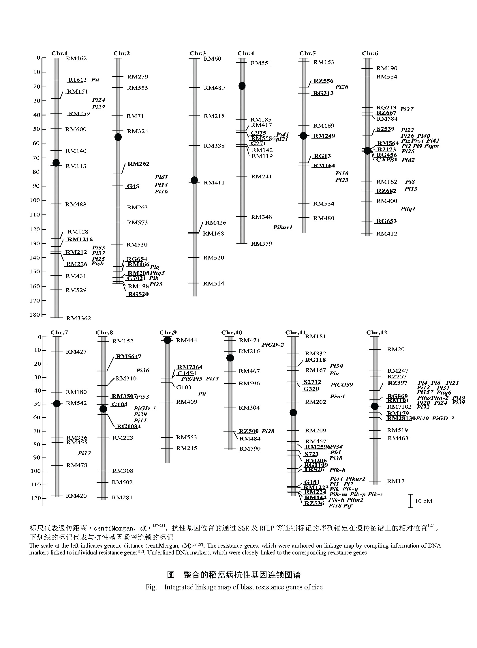 杨勤忠_整合的稻瘟病抗性基因连锁图谱 Integrated linkage map of blast resistance genes of rice